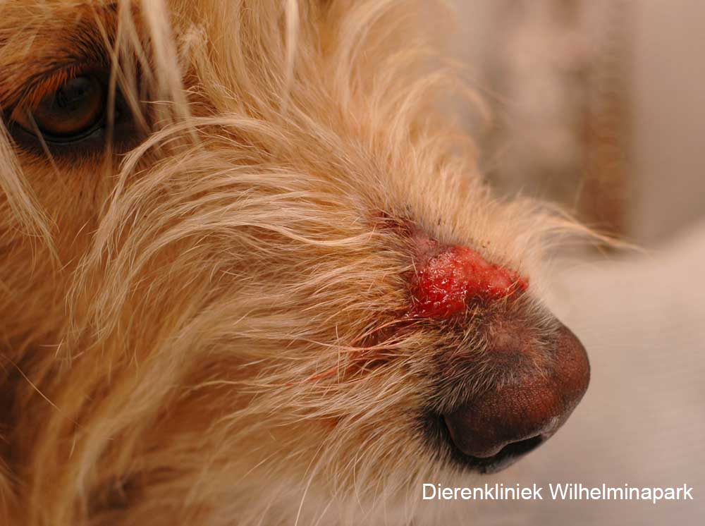 Een hond die vaak met de neus in de bladeren in het wroeten is